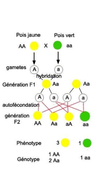 Schéma expliquant l'hybridation F1