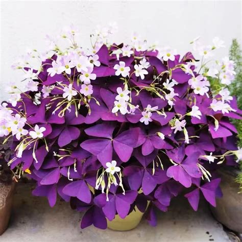 Oxalis triangularis en pot