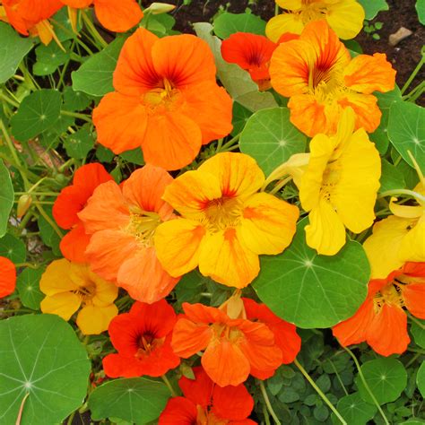 Fleurs de capucine comestibles
