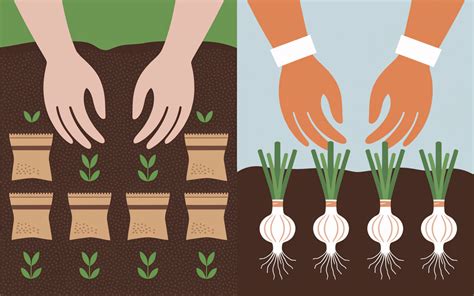 Infographie comparative : Semis direct vs Plantation de bulbilles