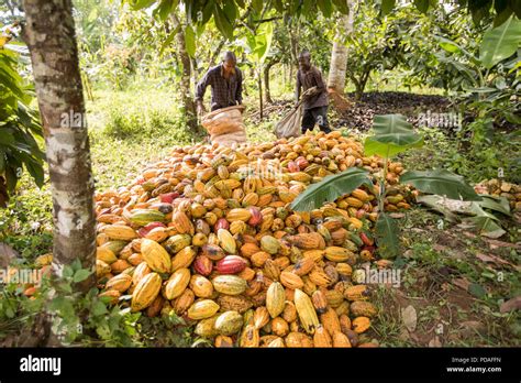 Travailleurs agricoles dans une plantation de cacao