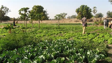 Maraîchage irrigué au Mali