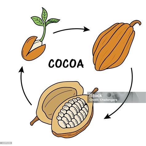 Schéma illustrant le cycle de vie du cacao, de la fleur à la cabosse