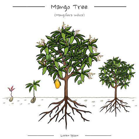 Illustration botanique d'un manguier majestueux dans un paysage tropical