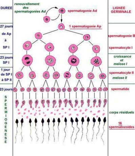 Schéma simplifié de la spermatogenèse au sein des testicules