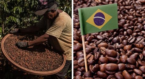 Producteur de café au Mexique