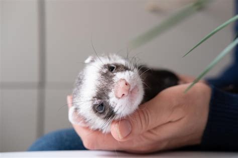 Portrait d'un furet domestique