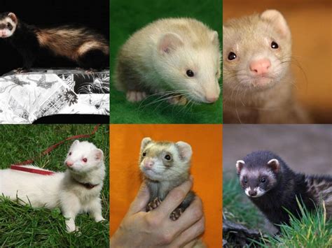 Types de furets avec différentes couleurs de pelage