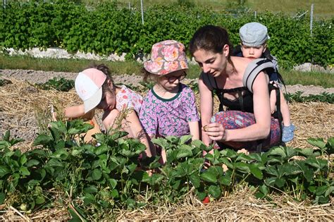 Cueillette de fraises en famille