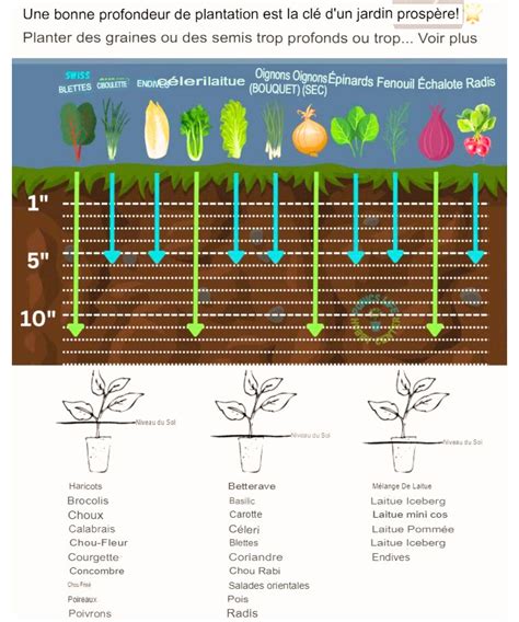 Photo gros plan montrant la profondeur de plantation correcte avec le collet bien visible au-dessus du sol