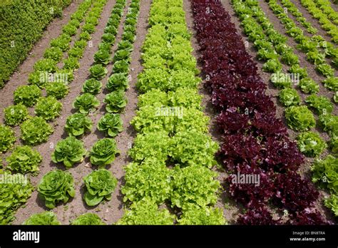 Image d'un potager bien entretenu avec des laitues en phase de croissance