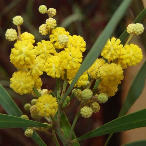 Acacia retinodes en fleur