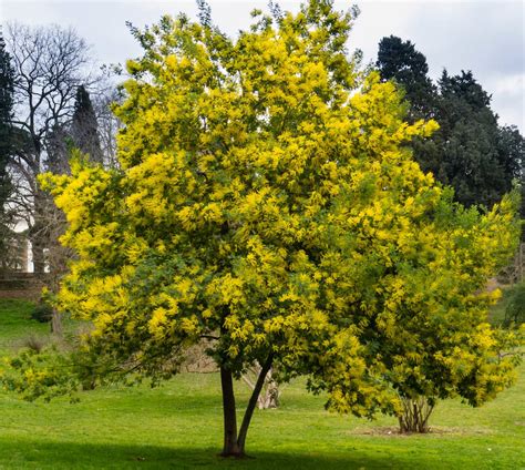 Acacia dealbata 'Le Gaulois' en pleine floraison