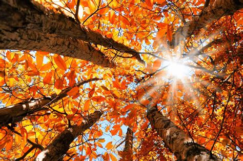 Feuilles de Lenga en automne