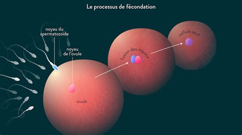 Diagramme de la fécondation de l'ovule par le spermatozoïde