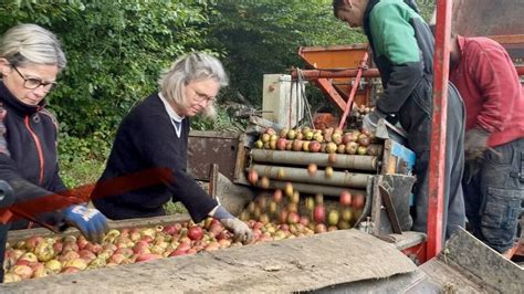Récolte mécanique de pommes à cidre dans un verger