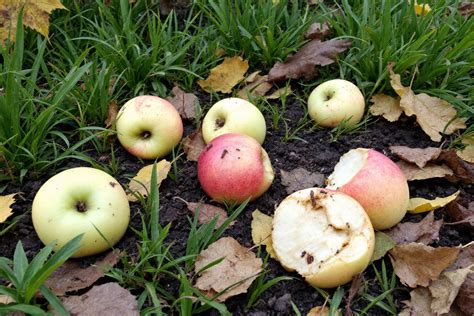 Pommes à cidre mûres tombées sur l'herbe du verger