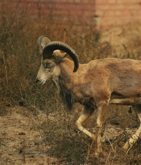 Chèvre du Cachemire dans son habitat naturel