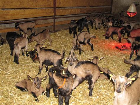 Chevreaux entassés dans un centre d'engraissement