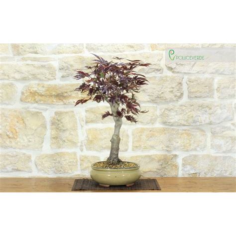Bonsaï d'érable sycomore en automne