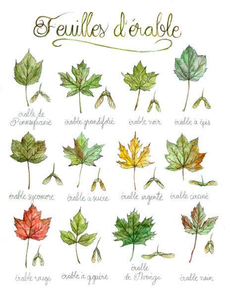 Types de feuilles d'érable