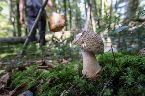 Carte des forêts propices à la cueillette de champignons en Bretagne