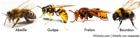 Comparaison entre une abeille, un bourdon et une guêpe