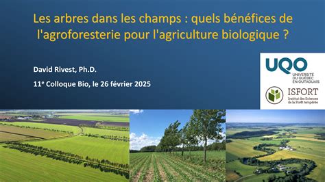 Arbres dans les champs pour l'agroforesterie