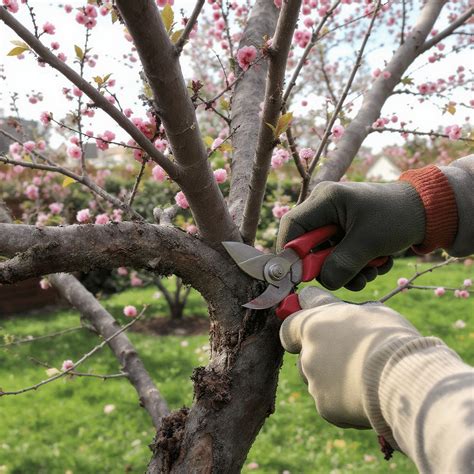 Un bonsaï de cerisier en pleine floraison printanière avec des pétales délicats