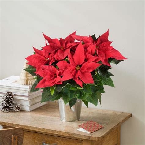 Poinsettia rouge et vert