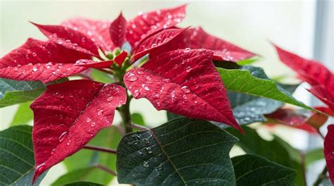 Schéma d'arrosage du poinsettia