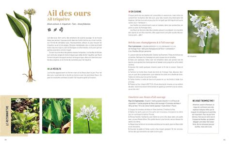 Guide visuel d'identification des plantes sauvages comestibles courantes