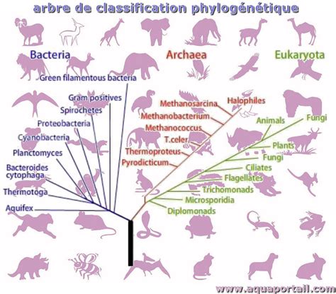 Schéma phylogénétique simplifié illustrant les trois clades principaux du groupe Bacillus cereus