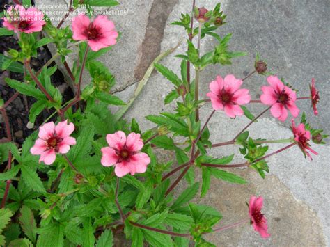Potentilla nepalensis 'Miss Willmott' in bloom