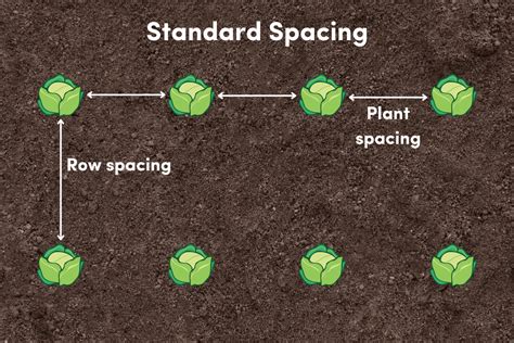 Diagram illustrating proper plant spacing for bushy growth