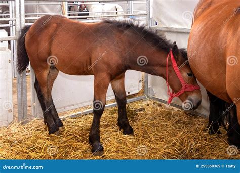 cheval dans une ferme