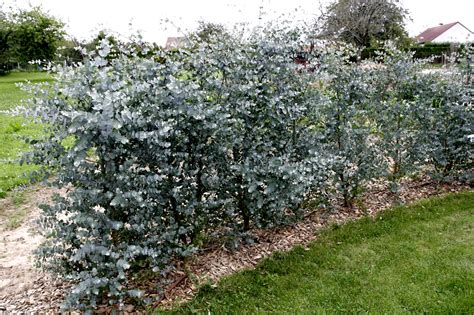 Eucalyptus gunnii dans un jardin résidentiel