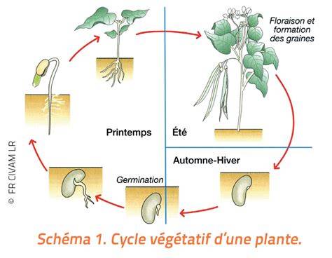 Schéma illustrant le cycle de la semence industrielle versus la semence paysanne