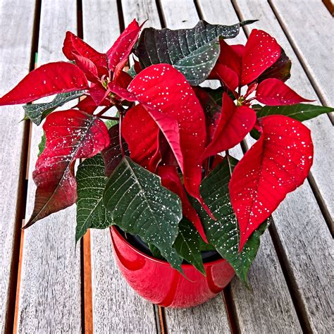 Poinsettia en fleur avec bractées rouges