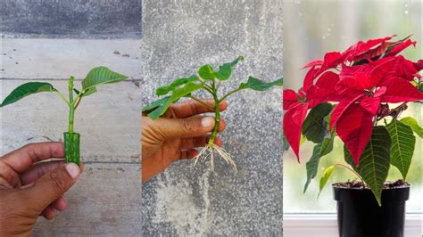 Boutures de poinsettia dans un plateau