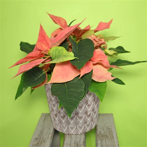 Poinsettia avec bractées vertes