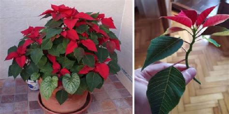 Schéma de la coupe d'une bouture de poinsettia