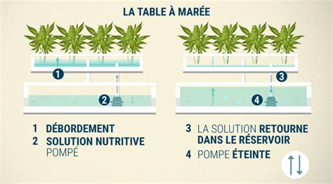 Schéma explicatif d'une table à marée hydroponique montrant la circulation de l'eau entre le plateau de culture et le réservoir
