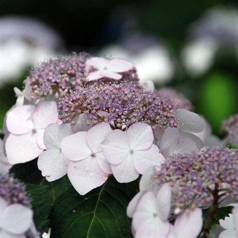 Différentes variétés d'Hydrangea macrophylla