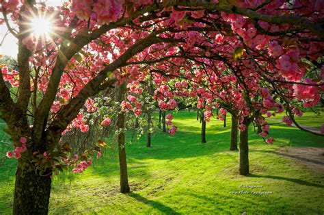 Un verger ornemental au printemps avec des cerisiers en fleurs