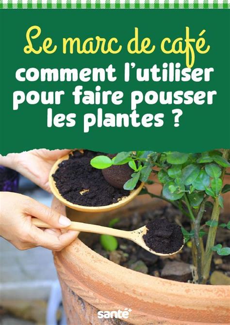 schéma illustrant l'utilisation du marc de café comme engrais au pied des plantes
