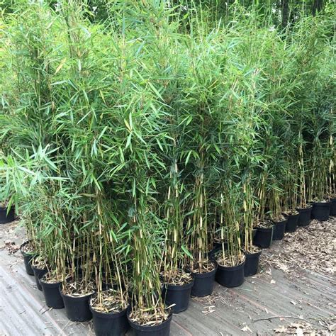 Fargesia robusta Campbell en pot