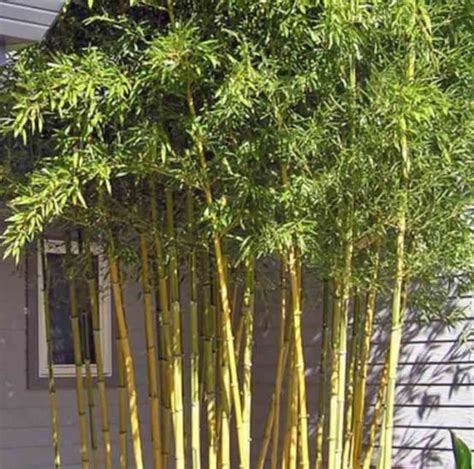 Phyllostachys aureosulcata Spectabilis en pot