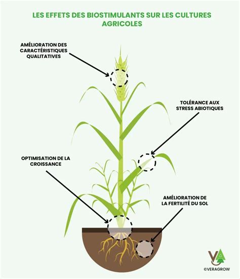 Schéma illustrant le stress abiotique sur les cultures et l'impact des biostimulants