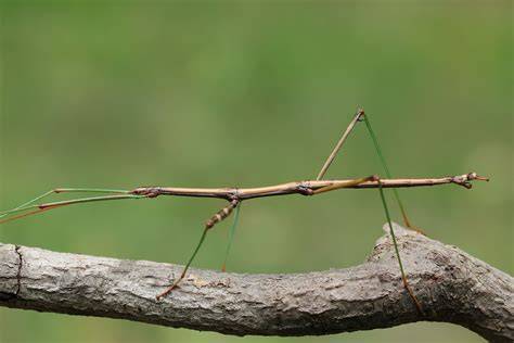 Un phasme bâton parfaitement camouflé sur une branche